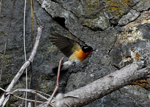 飛ぶ・ムギマキ♂0228-02