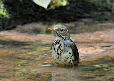 クロツグミ♂幼鳥5504