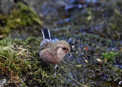 ベニマシコ♂5551