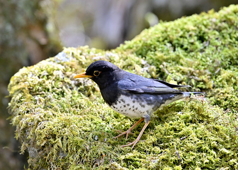 クロツグミ♂5896