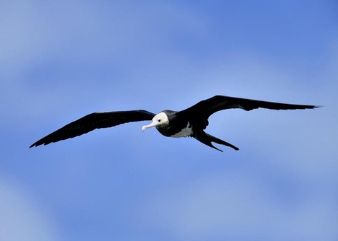 オオグンカンドリ0385