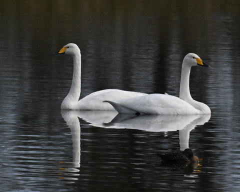 オオハクチョウ4458