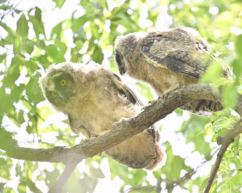 トラフズクの雛3548