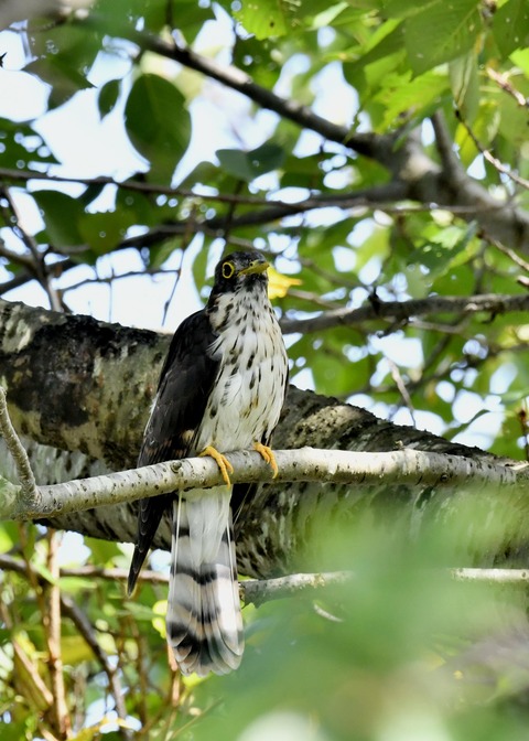 ジュウイチ幼鳥2921