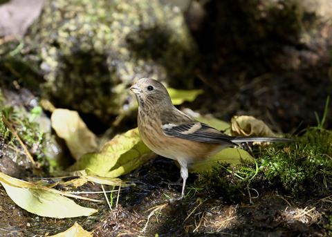 ベニマシコ♀4147