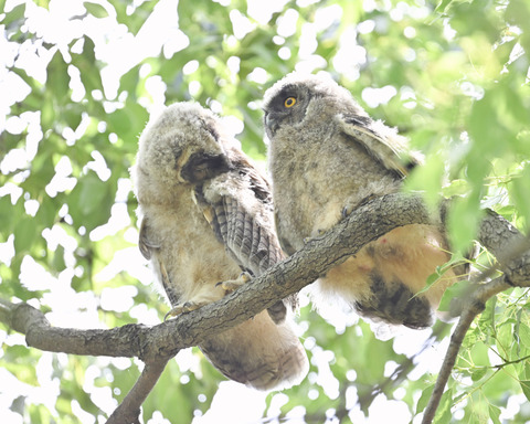 トラフズクの雛3564