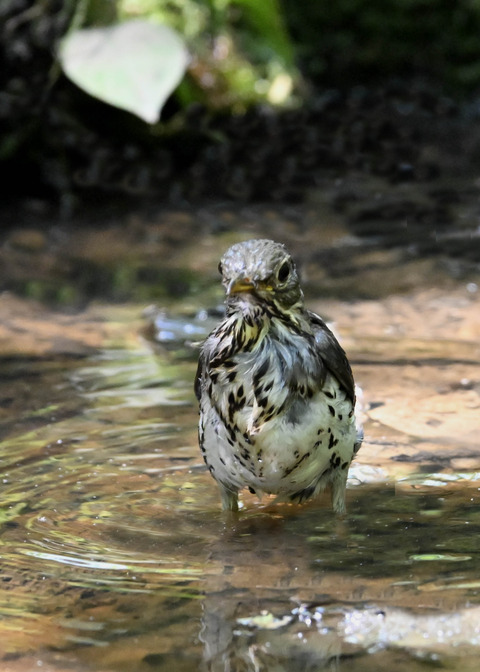 クロツグミ♂幼鳥5495