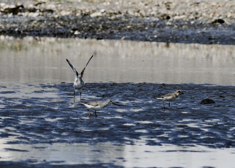 ソリハシシギ1421