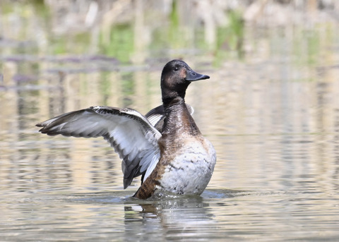 アカハジロ♀3851
