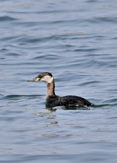ｱｶｴﾘｶｲﾂﾌﾞﾘ8654