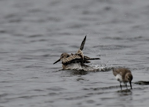 水浴び・オバシギ幼鳥4567