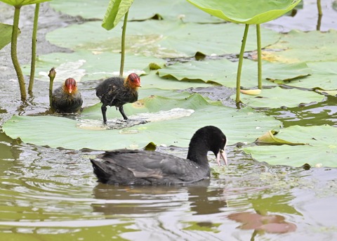 オオバン親子7253