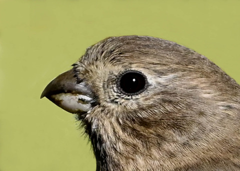 ベニマシコ♀4001