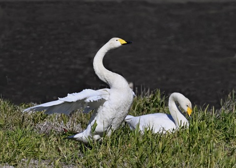 オオハクチョウ5297