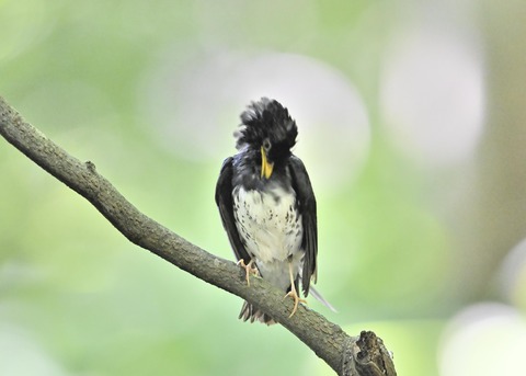 クロツグミ♂0250