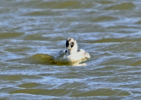 ミコアイサ♂7356