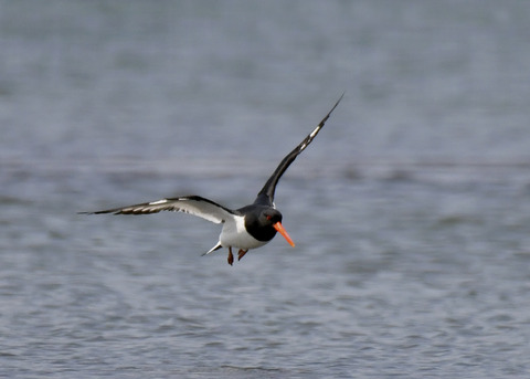 飛ぶ・ミヤコドリ9119