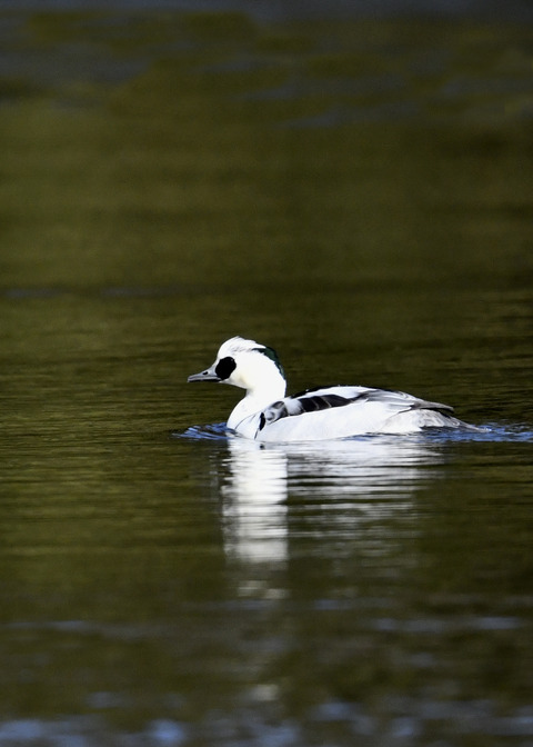 ミコアイサ♂8635
