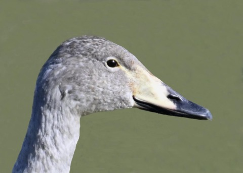 オオハクチョウ幼鳥3001