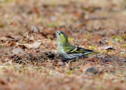 マヒワ♀4297-02