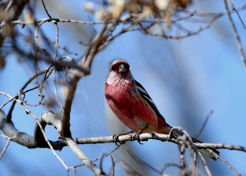 ベニマシコ♂1289