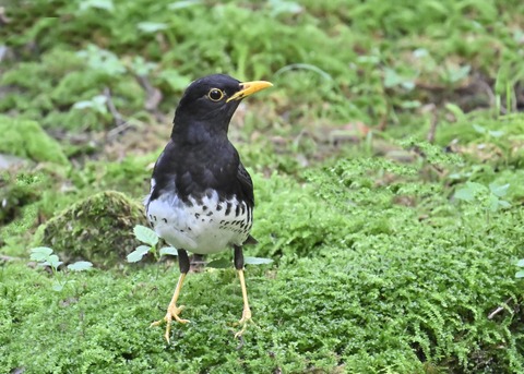 クロツグミ♂4301
