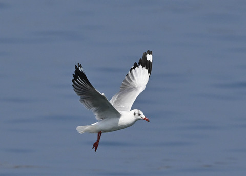 チャガシラカモメ3328