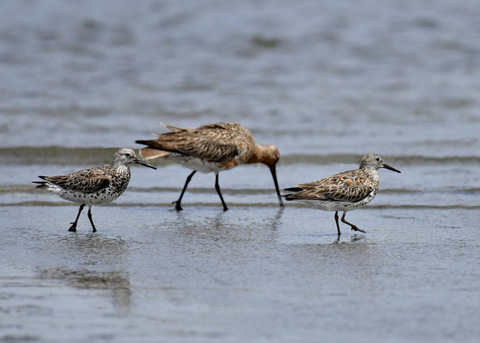 オバシギ夏羽7630