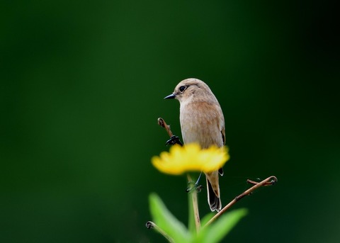 ノビタキ♀冬羽3948