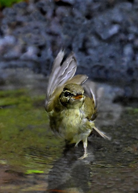 メボソムシクイ0880