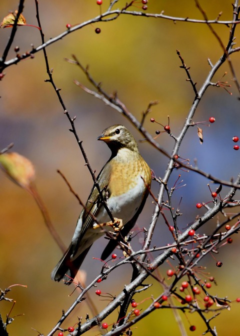 マミチャジナイ0349