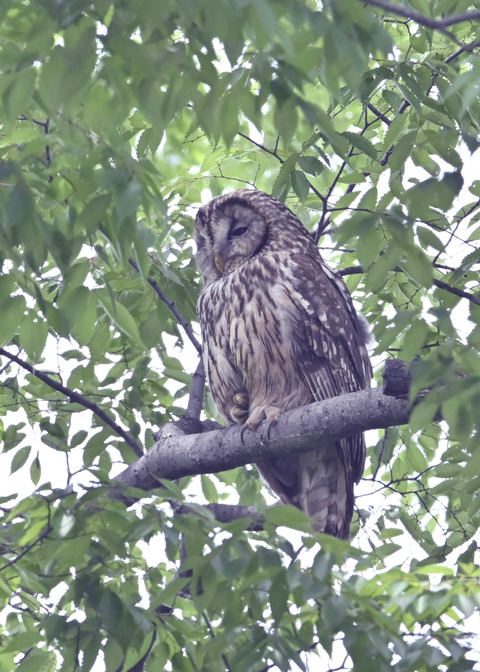 フクロウ♀1757