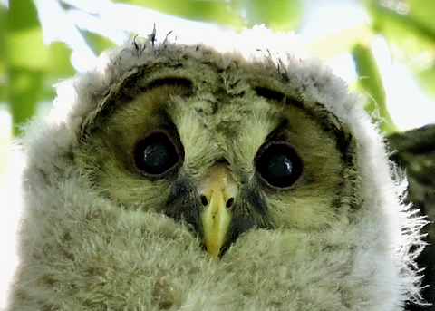 フクロウのヒナ②5816