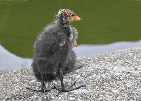 オオバンのヒナ1213