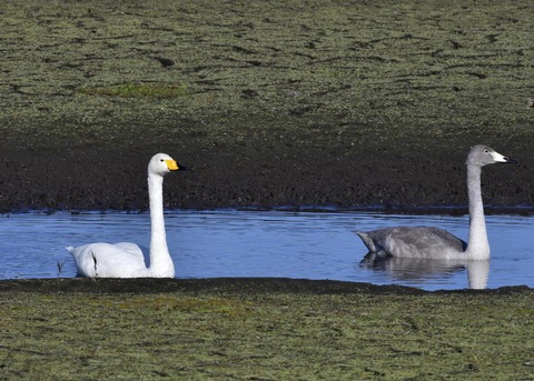 オオハクチョウ親子7803