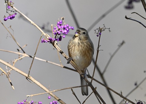 ベニマシコ♀0751
