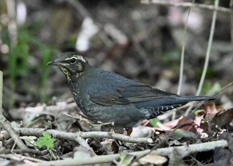 マミジロ♂幼鳥1217