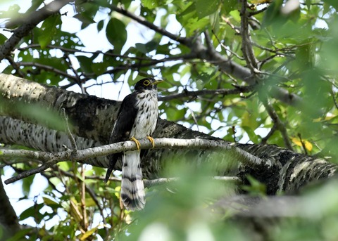 ジュウイチ幼鳥2860