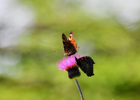 クジャクチョウ1412