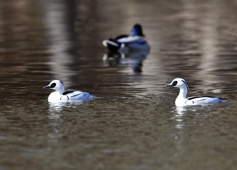 ミコアイサ♂7770