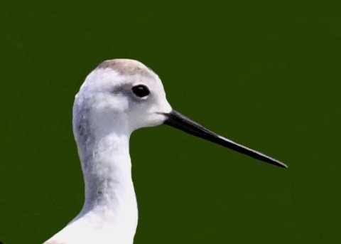 セイタカシギ8001