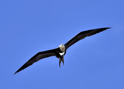 オオグンカンドリ5533