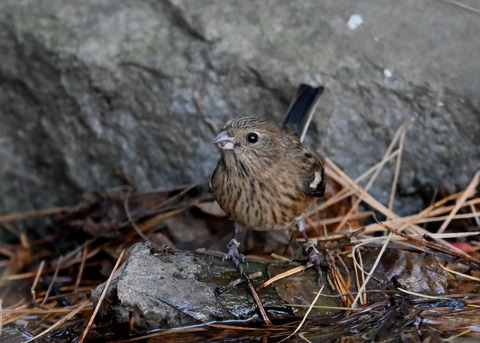 ベニマシコ♀5507