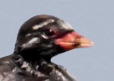 カイツブリ親子2001