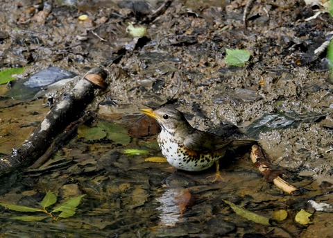 クロツグミ♂6205