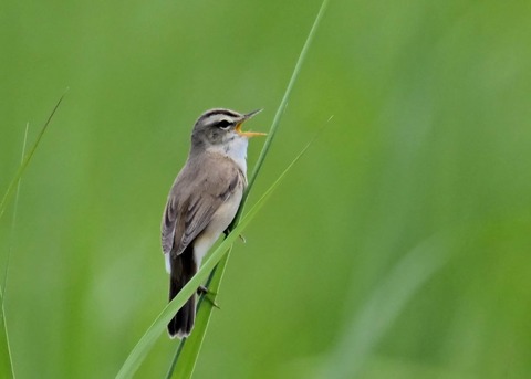 コヨシキリ8714