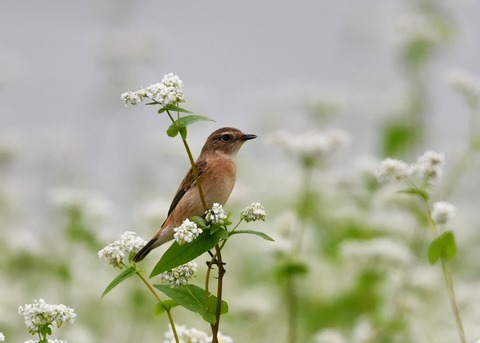 ノビタキ♀9048
