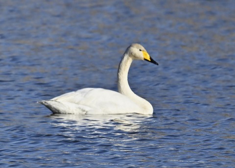 オオハクチョウ3926