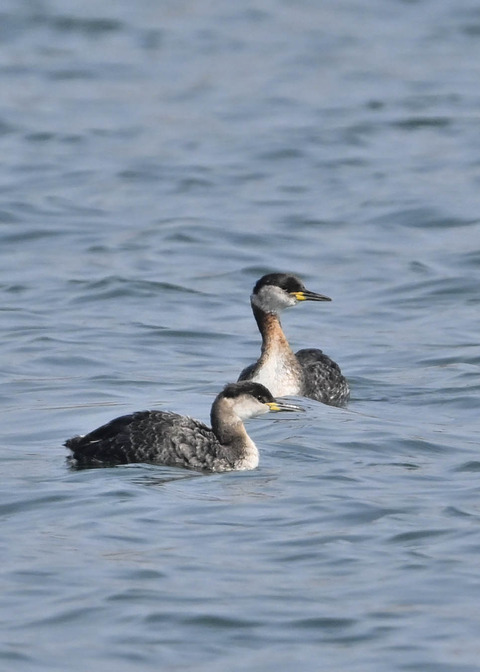 アカエリカイツブリ7980