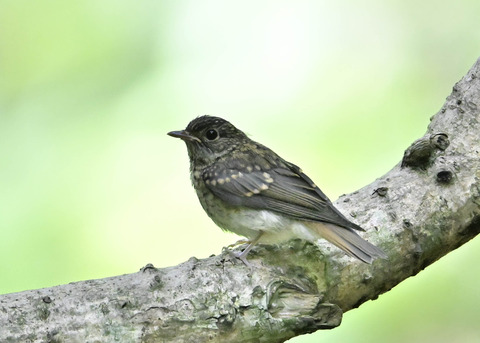 キビタキ幼鳥2584